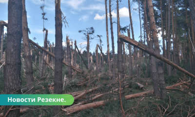 Буря нанесла ущерб лесам Резекненского края.