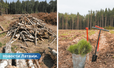 Latvija klimata mērķus plāno sasniegt, izcērtot vecos mežus un stādot jaunus.