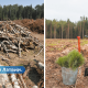 Latvija klimata mērķus plāno sasniegt, izcērtot vecos mežus un stādot jaunus.