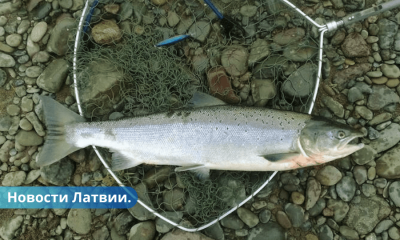 C 1 октября в латвийских водах запрещен вылов лосося и морской форели.