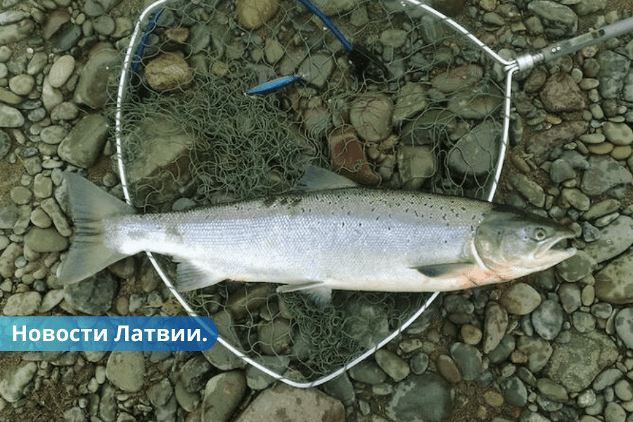 C 1 октября в латвийских водах запрещен вылов лосося и морской форели.