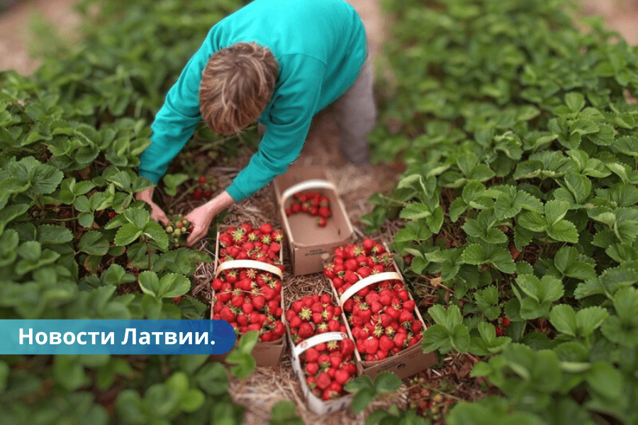 Kļūda Latvijas dārzniekiem ministrijas dēļ nepalīdzēs.