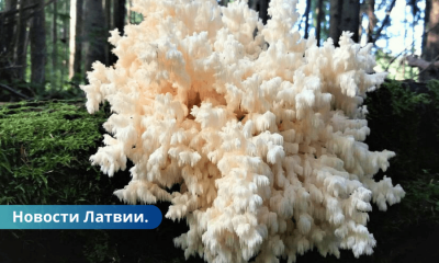 Как коралл в Латвии обнаружен новый вид грибов.