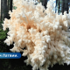 Как коралл в Латвии обнаружен новый вид грибов.
