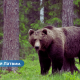 Latvijā lāču kļūst arvien vairāk nofotografēta vesela ģimene.