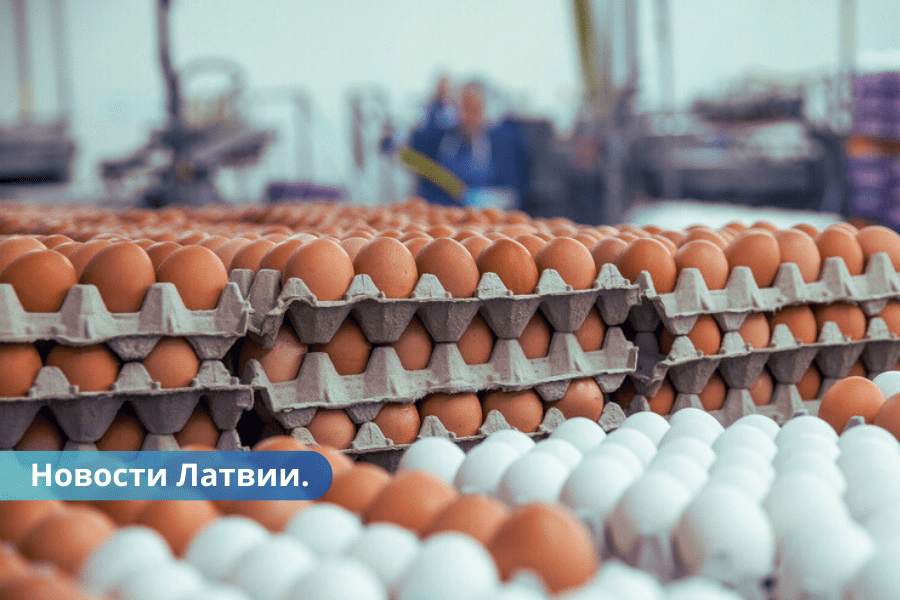 Латвийские бизнесмены бьют тревогу украинские яйца обкрадывают госбюджет страны.