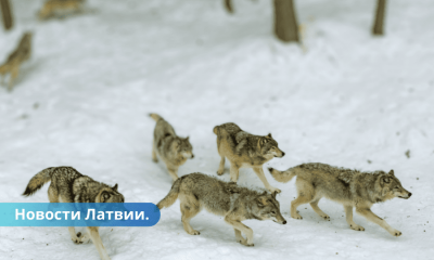 В Латвии меняются правила охоты на волков нужны разовые заявления.