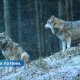 Опасная ситуация выдано разрешение на отстрел волков в Елгавском крае.