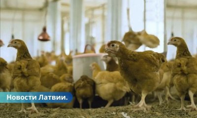 Партии польской курятины изъяли из продажи в Латвии что случилось