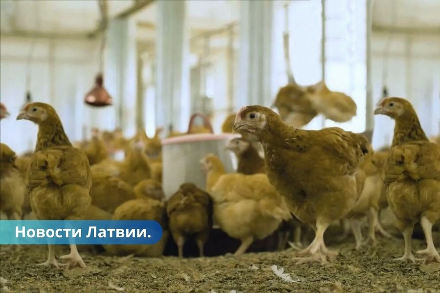 Партии польской курятины изъяли из продажи в Латвии что случилось