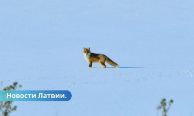 Синоптики Латвии дали прогноз погоды на февраль. Что нас ждет