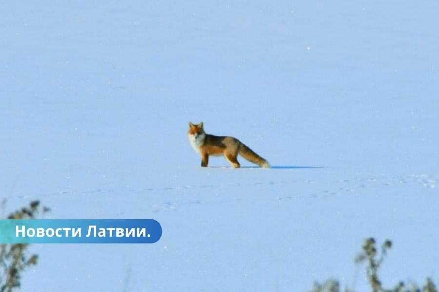 Синоптики Латвии дали прогноз погоды на февраль. Что нас ждет