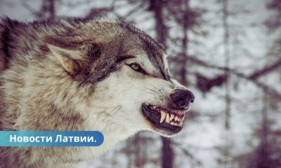 В Елгавском крае волки растерзали несколько собак.