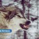 В Елгавском крае волки растерзали несколько собак.