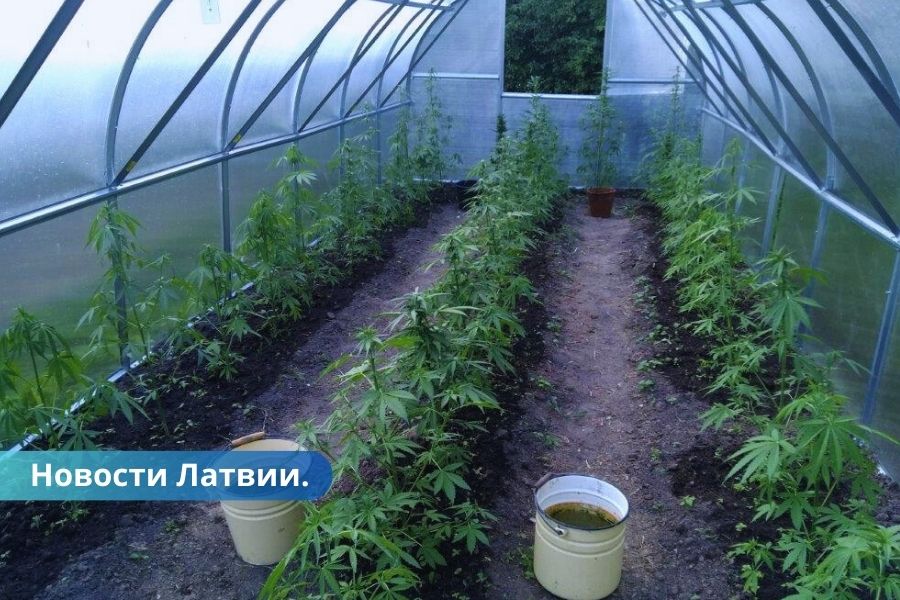 Полиция за год обнаружила в Латвии 18 плантаций марихуаны.