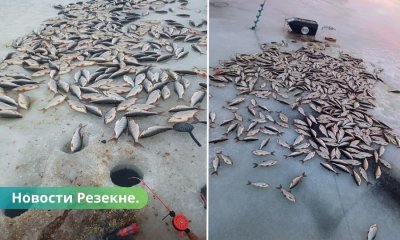 Рыбак из Резекне стал знаменит на всю прибалтику, он поймал 111 кг рыбы.