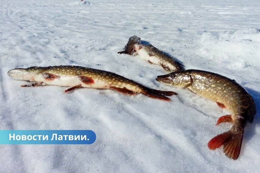 К сведению рыболовов вступили в силу ряд запретов. Какие