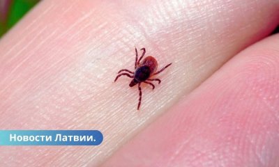 Наступил сезон клещей — как себя защитить