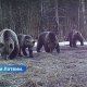 Разгромили пасеку в Латвии проснулись медведи (ВИДЕО)