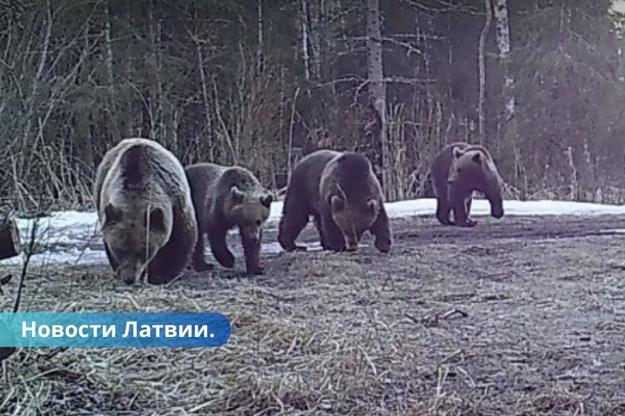 Разгромили пасеку в Латвии проснулись медведи (ВИДЕО)