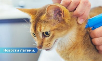 С 1 июля чипирование кошек будет обязательным.