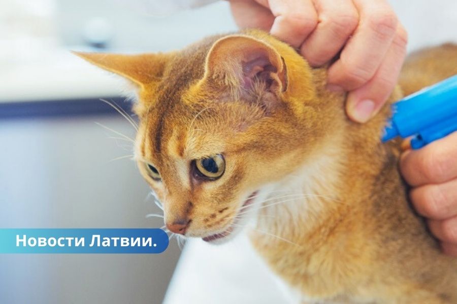 С 1 июля чипирование кошек будет обязательным.
