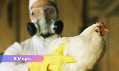Представитель ВОЗ призывает готовиться к особо патогенному птичьему гриппу.