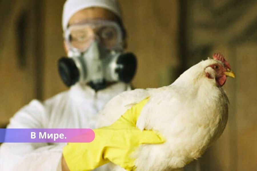 Распространение птичьего гриппа