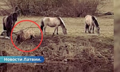 ВИДЕО ⟩ В Елгаве дикую лошадь спасли от смерти.