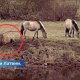ВИДЕО ⟩ В Елгаве дикую лошадь спасли от смерти.