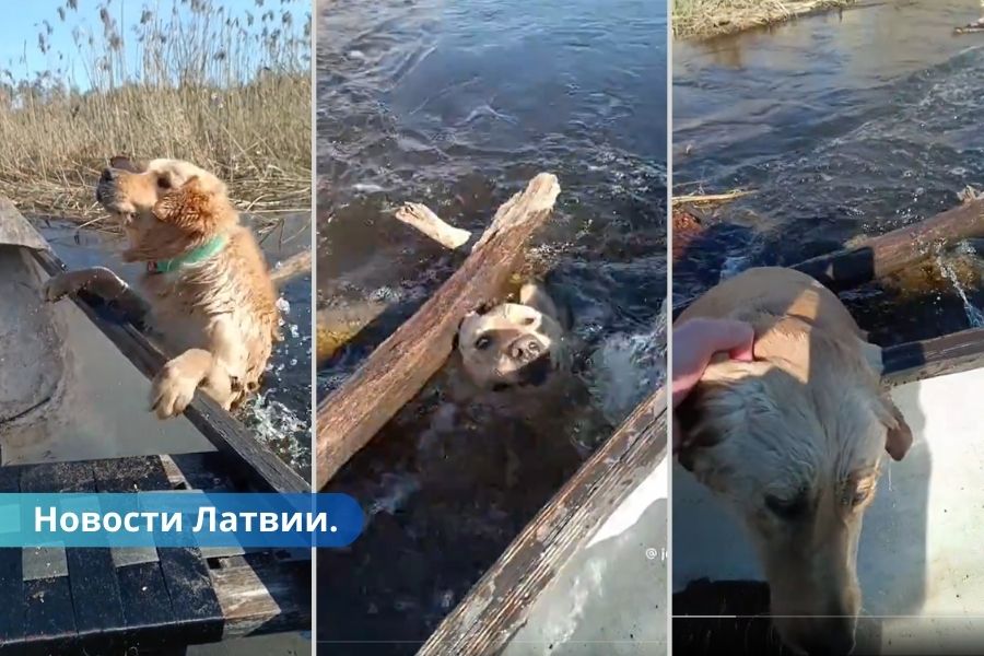 ВИДЕО земессаргс издевался над собакой, начата проверка.