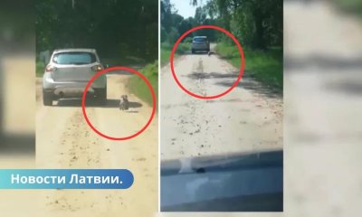 ВИДЕО ⟩ Собаку выбросили из машины и заставили догонять хозяев.