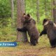 Встретили в лесу медведя чем защищаться Есть надежный способ!