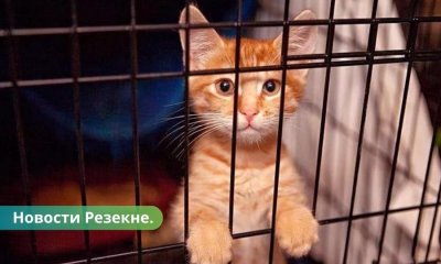 Акция Не покупай! Адоптируй в Резекненском приюте.