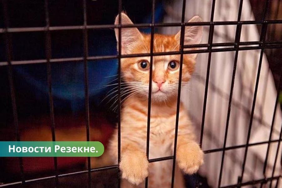 Акция Не покупай! Адоптируй в Резекненском приюте.