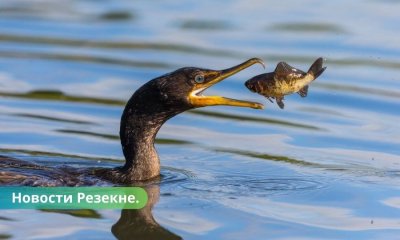 Бакланы уничтожают острова на озере Разна.