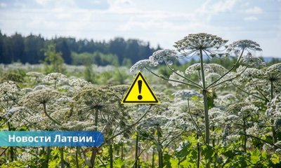 Борщевик в Латвии опасное растение отвоевало территорию в 11 тысяч гектаров.