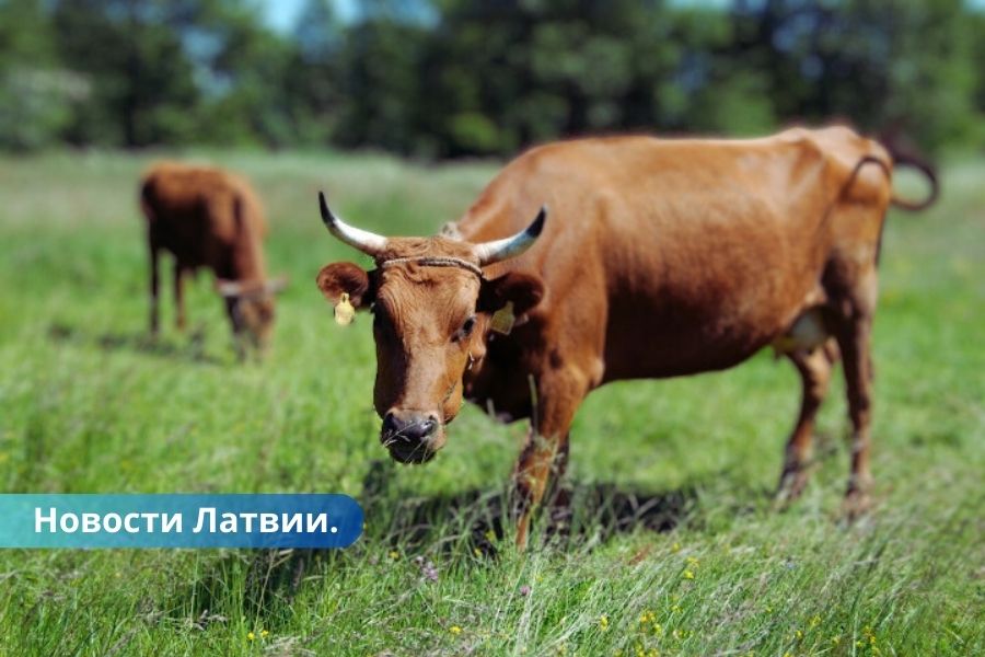 Фермер из Резекненского края в смерти коров винит вакцины от бешенства.
