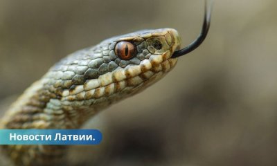 Как защитить себя от укуса змеи и что делать, если она все же укусила