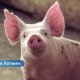Ликвидируют 527 животных в Латвии На ферме констатирована вспышка африканской чумы свиней.