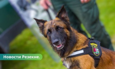 Резекне в городе началось строительство нового кинологического центра.