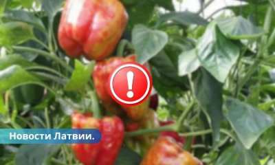 В Латвии выявлено очень опасное заболевание растений.