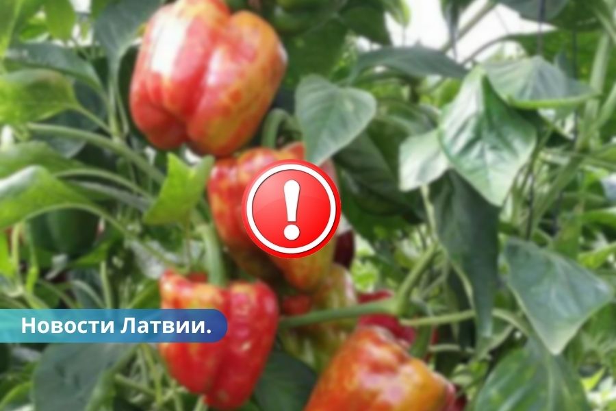В Латвии выявлено очень опасное заболевание растений.