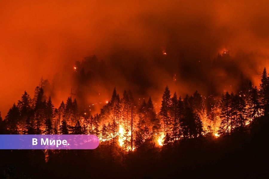 ВИДЕО в России начались сильные лесные пожары.