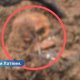 Под сломанным бурей деревом в Бауске нашли черепа и кости.