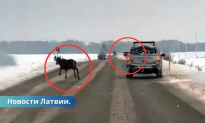 Стрельба по оленям из автомобиля: к какому наказанию приговорили горе-охотников?