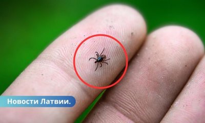 Почти половина клещей в Латвии - опасны!