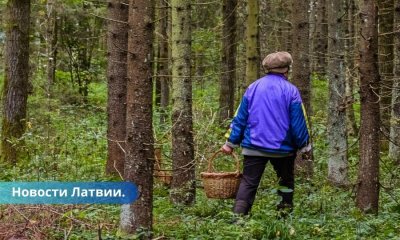 Важно знать: отправляясь в лес за грибами и ягодами.