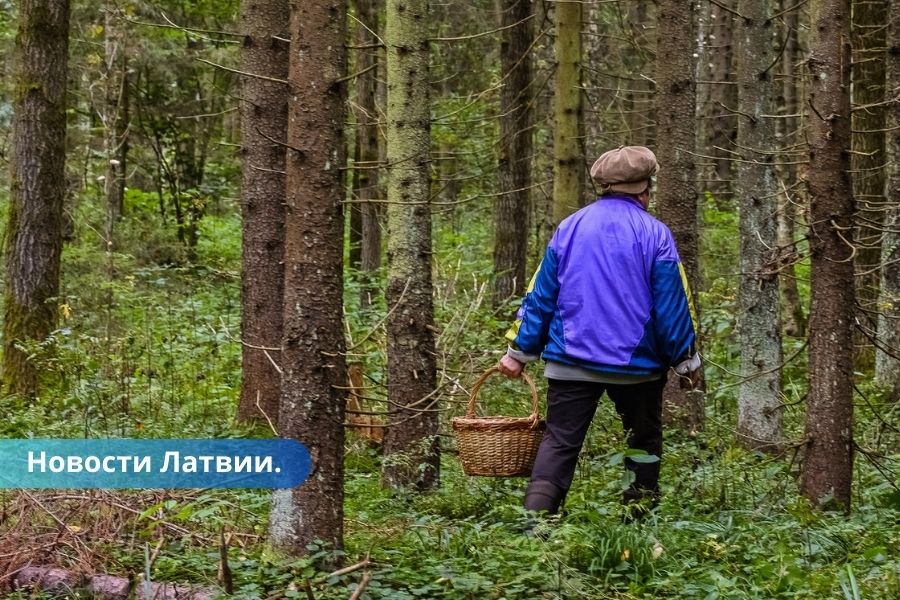 Важно знать: отправляясь в лес за грибами и ягодами.