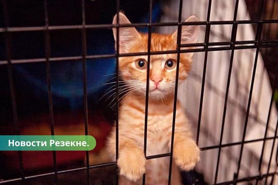 Продолжаться акция "Не покупай! Адоптируй в Резекненском приюте".